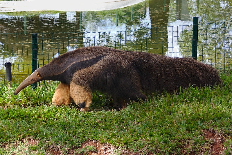 Tamanoir ou fourmilier géant, mammifère d'Amérique du Sud - Instinct Animal
