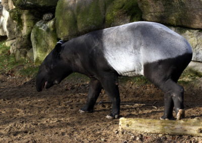 Tapir malais, mammifère herbivore d'Asie du Sud-Est - Instinct Animal