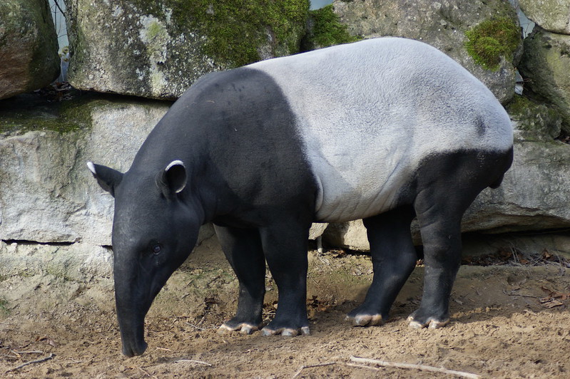 Tapir malais, mammifère d'Asie du Sud-Est - Instinct Animal
