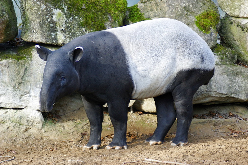 Tapir de Malaisie, mammifère à trompe - Instinct Animal