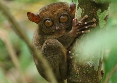 Tarsier des Philippines, petit singe aux gros yeux en danger - Instinct Animal