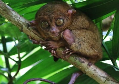 Tarsier des Philippines, petit primate d'Asie du Sud-Est - Instinct Animal