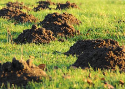 Taupinières, mottes de terre rejetées par les taupes - Instinct Animal