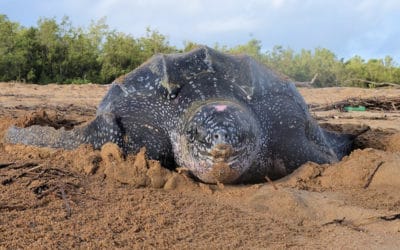 La longue migration des tortues luth