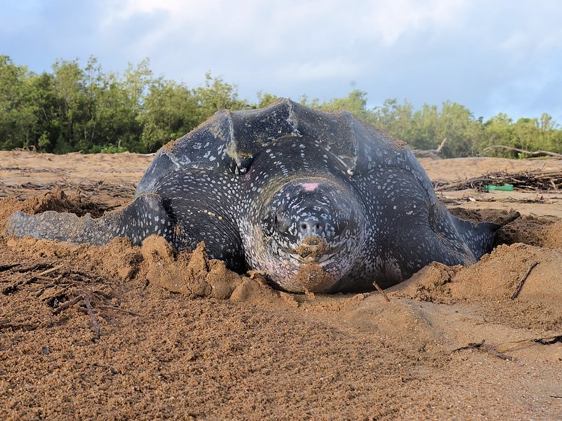 La longue migration des tortues luth