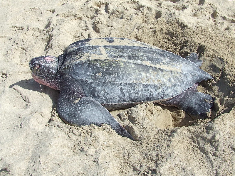 La migration de la tortue luth marine, une des plus grandes migrations du monde animal