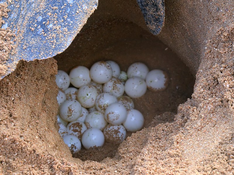 Nid de tortue luth dans le sable, ponte d'oeufs - Instinct Animal