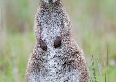 Wallaby à cou rouge, marsupial d'Australie et de Tasmanie - Instinct Animal