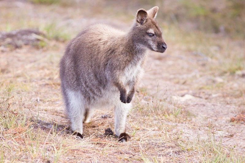 Wallaby de Bennett (à cou rouge), marsupial herbivore - Instinct Animal