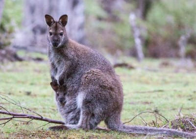 Wallaby de Bennett avec son petit bébé dans la poche - Instinct Animal