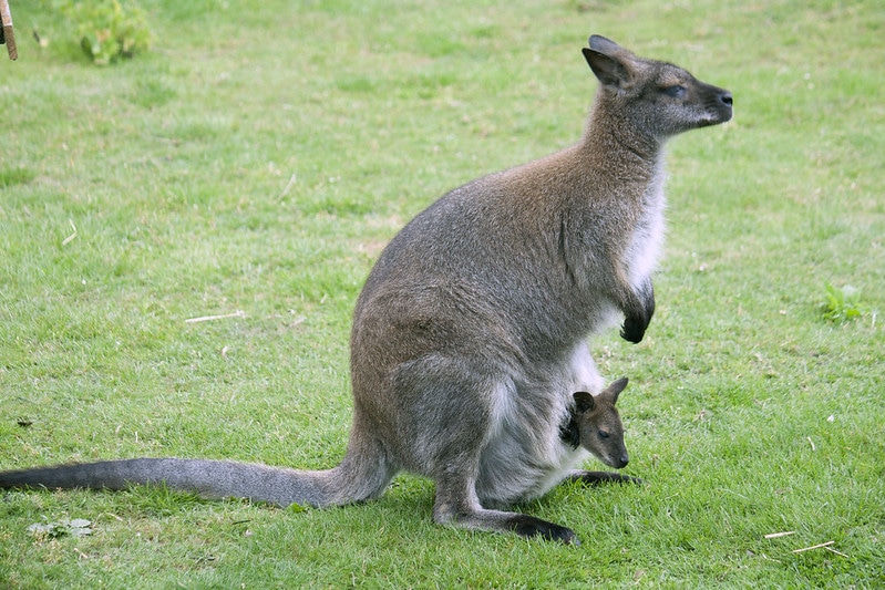 Wallaby femelle avec son petit bébé dans la poche - Instinct Animal