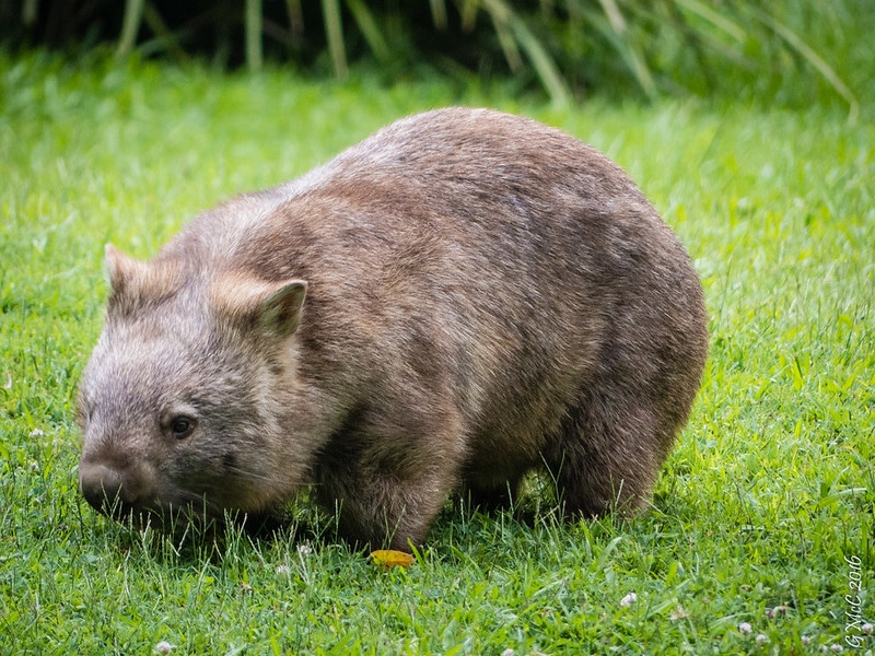 Wombat, marsupial d'Australie aux crottes carrées - Instinct Animal