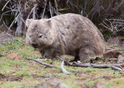 Le wombat, animal au caca carré ou cubique - Instinct Animal