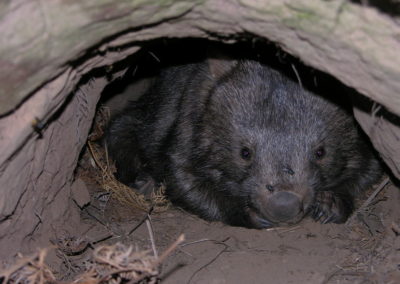 Un wombat dans son terrier, marsupial d'Australie - Instinct Animal