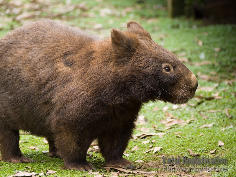 Wombat, marsupial d'Australie et de Tasmanie - Instinct Animal