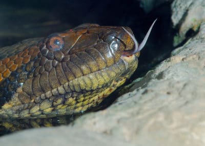 L'anaconda géant vert est un serpent non venimeux