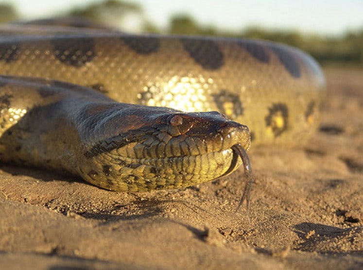 Anaconda géant, appelé également l'anaconda vert, serpent d'Amazonie