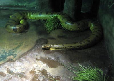 L'anaconda vert, reptile d'Amérique du Sud