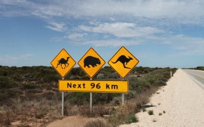 Découvrez 4 animaux emblématiques d’Australie !