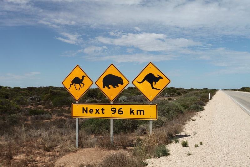 Découvrez 4 animaux emblématiques d’Australie !