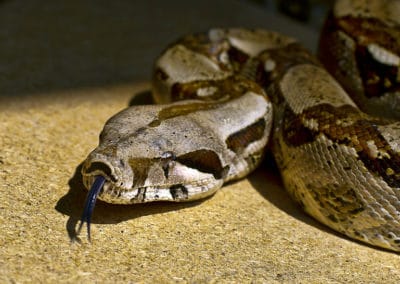 Le boa constrictor, serpent prédateur d'Amérique du Sud et d'Amérique Centrale