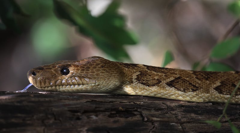 Boa constrictor, reptile, serpent d'Amérique Centrale et du Sud