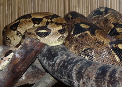 Le boa constricteur, serpent qui étouffe ses proies pour les tuer