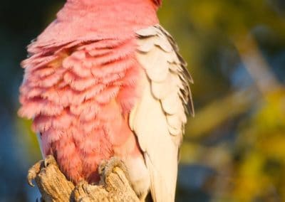 Le cacatoès rosalbin, oiseau de compagnie docile au plumage rose