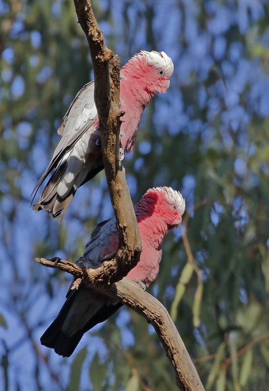 Couple de cacatoès rosalbin perchés sur une branche - Instinct Animal