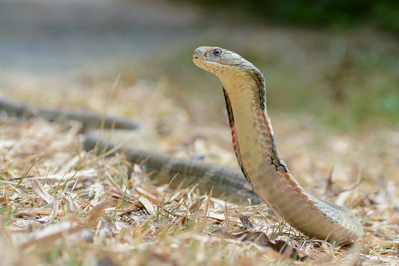 Cobra royal, serpent venimeux le plus long du monde