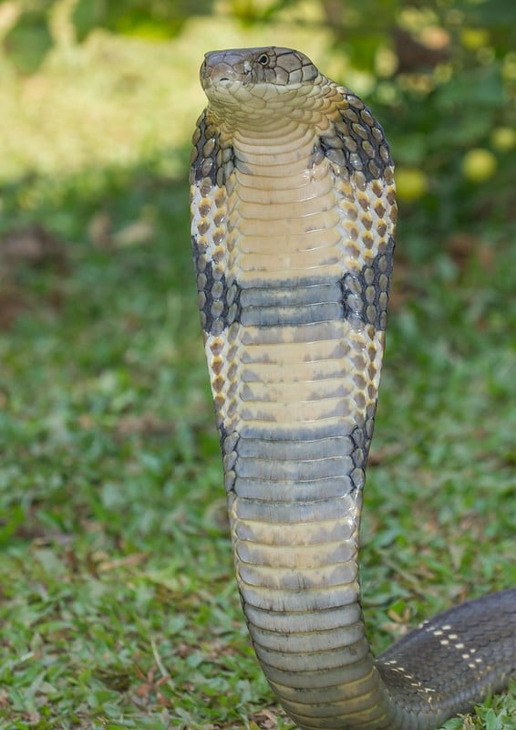 Le cobra royal se dresse à la verticale pour impressionner ses agresseurs et ses proies