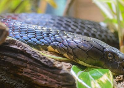 Le venin du cobra royal peut tuer un éléphant