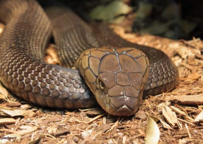 Le cobra royal, serpent venimeux d'Asie du Sud-Est