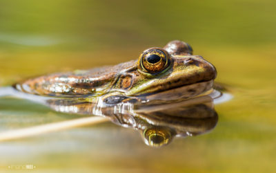 Crapaud ou grenouille ? quelle est la différence ?