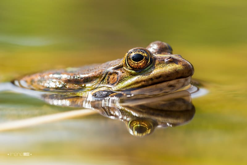 Crapaud ou grenouille ? quelle est la différence ?