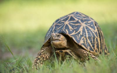 Différences entre les tortues marines, d’eau douce et terrestres