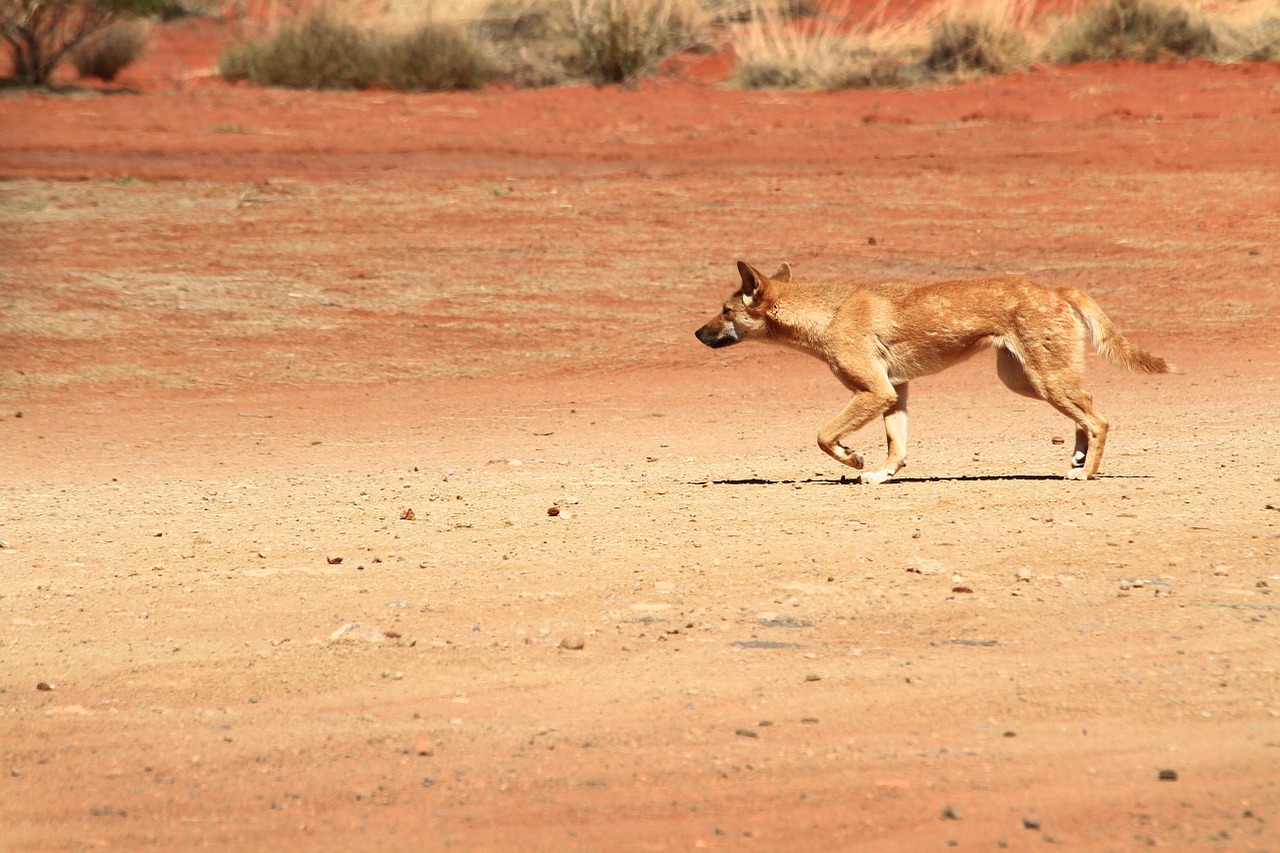 Le dingo ou warrigal, chien sauvage d'Australie