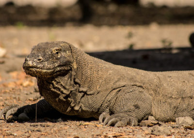 Le dragon du Komodo est le plus gros lézard au monde