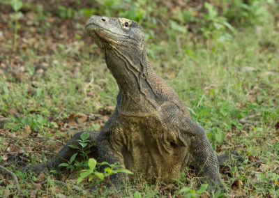 Le dragon du Komodo, redoutable prédateur d'Indonésie