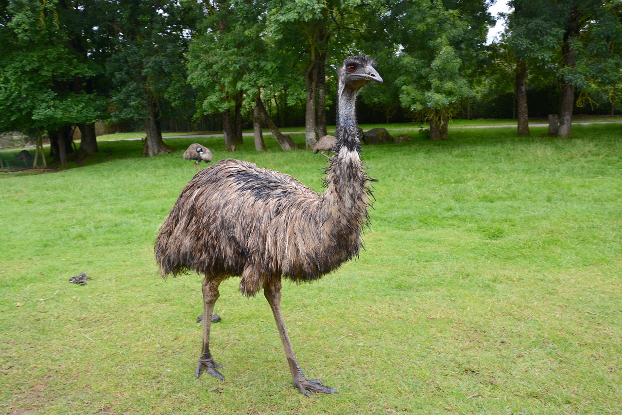 L'émeu d'Australie, oiseau coureur, 2ème plus grand oiseau du monde