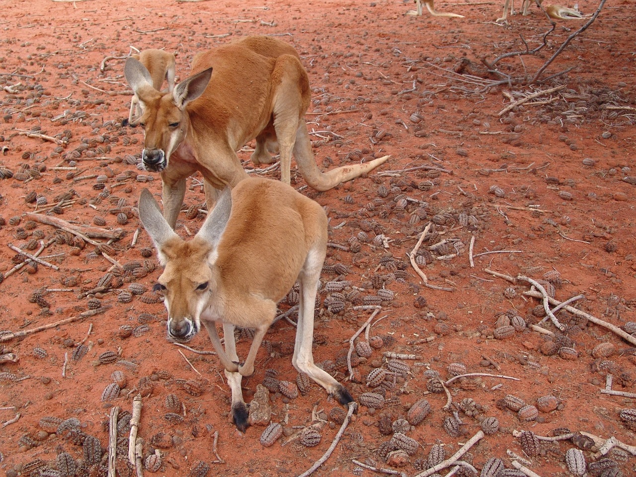 Le kangourou roux d'Australie, le plus grand marsupial du monde