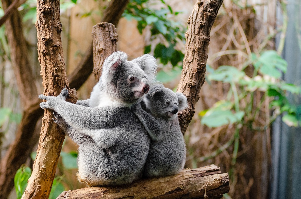 Koala d'Australie, marsupial mangeur d'eucalyptus