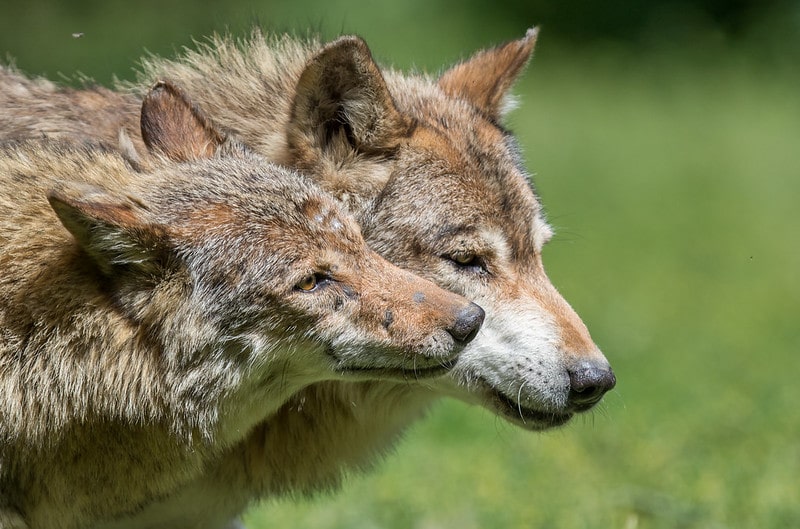 Liste Des Animaux Sauvages Par Ordre Alphabétique De A à Z