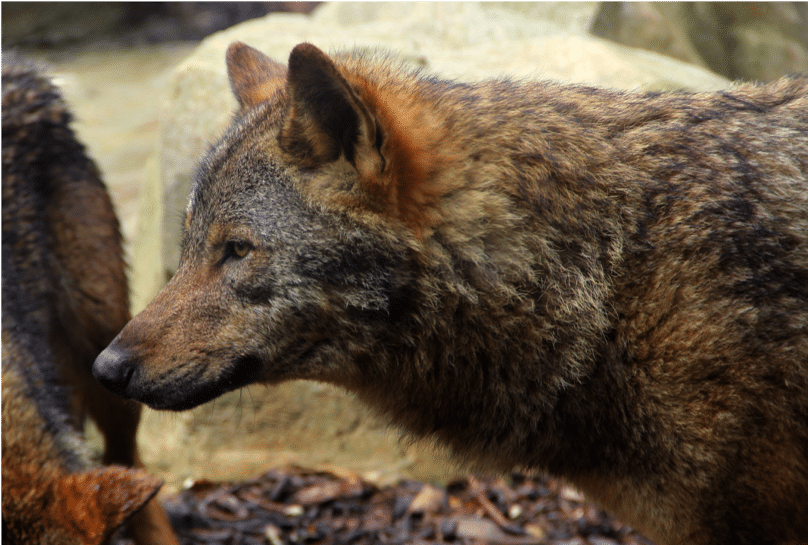 La réintroduction bénéfique du loup gris dans le parc du Yellowstone