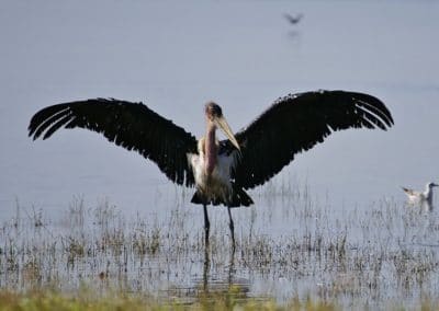 Marabout d'Afrique, oiseau disgracieux au grand bec - Instinct Animal