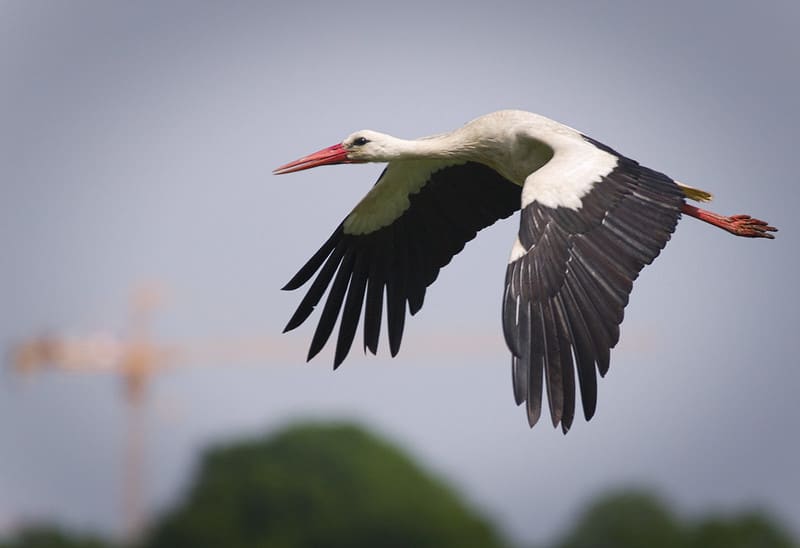 La cigogne modifie ses migrations  face au réchauffement climatique