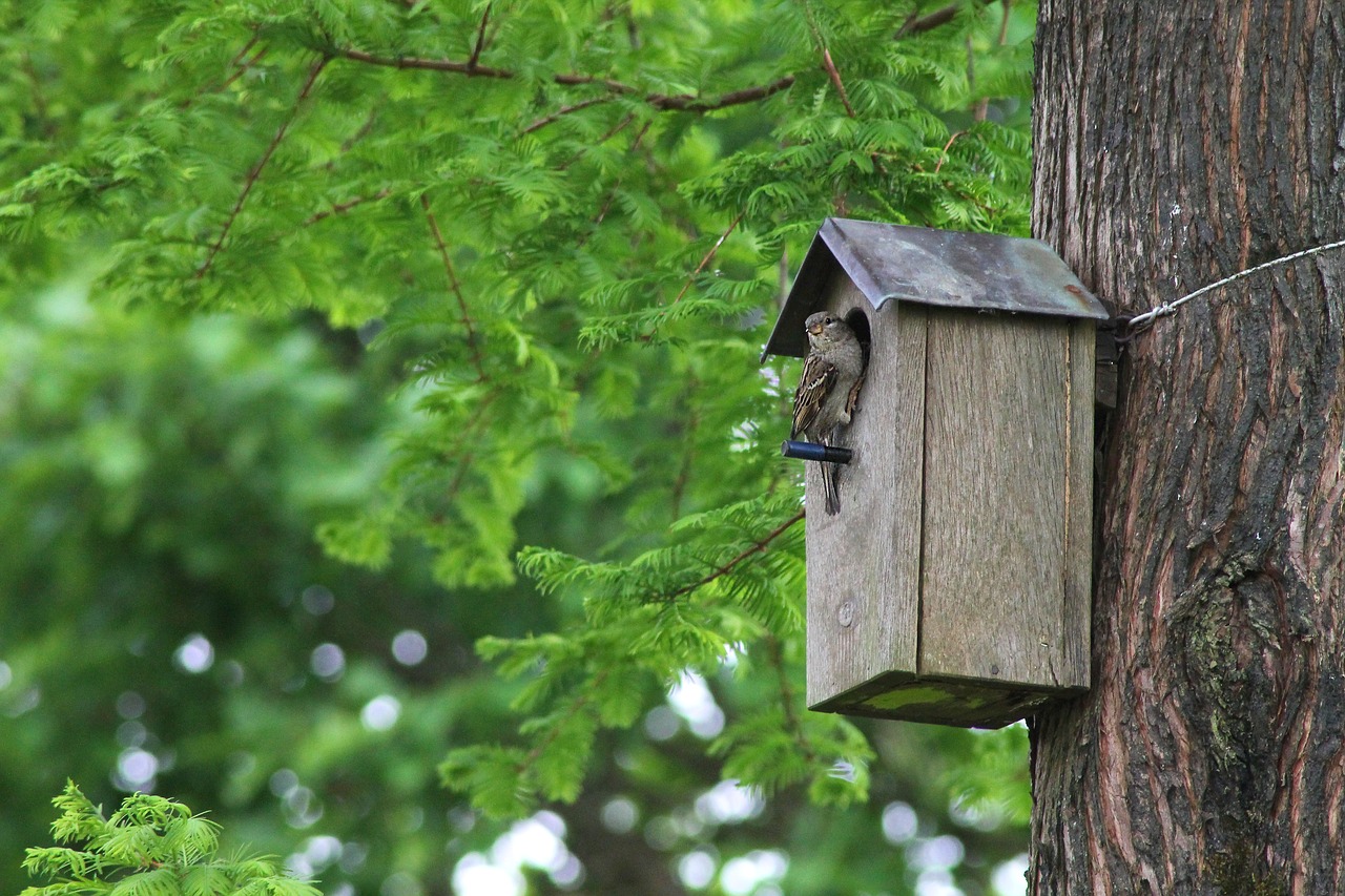 Installer un nichoir dans son jardin pour oiseaux - Abri oiseau