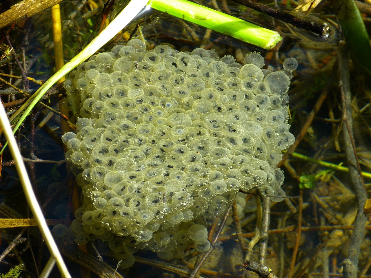Les oeufs de la grenouille sont regroupés en bloc à la surface de l'eau