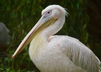 Le pélican blanc, oiseau avec une poche ou sac gulaire sous son bec