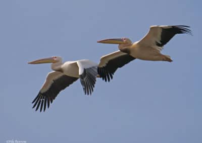 Pélicans blancs en vol, oiseaux au vol gracieux et puissant - Instinct Animal